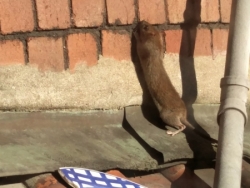 Pest Control Rats Bristol